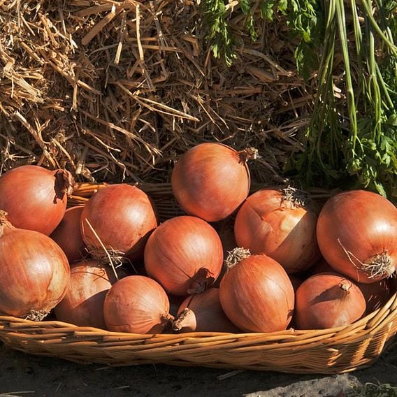 Onion 'Shakespeare' (Autumn Planting)