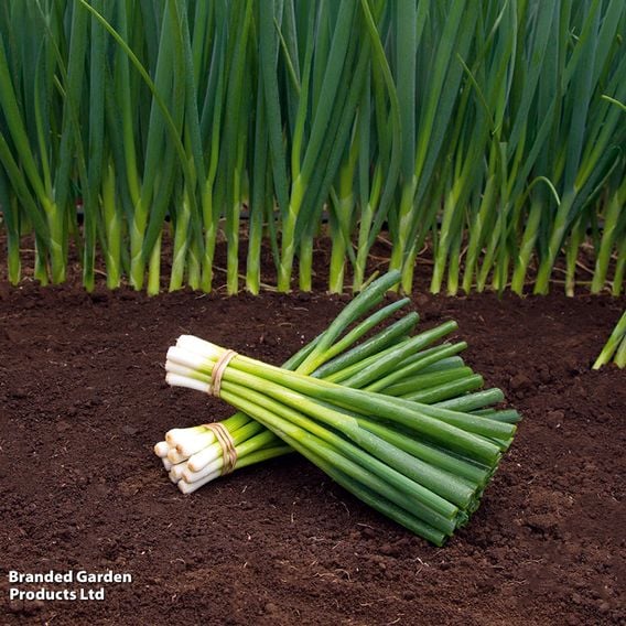 Spring Onion 'Parade' - Organic Seeds