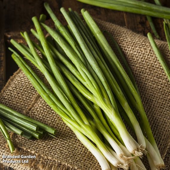 Spring Onion 'Green Banner' - Seeds