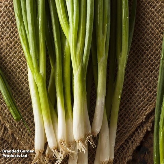 Spring Onion 'Green Banner' - Seeds