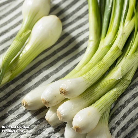 Spring Onion 'Green Banner' - Seeds