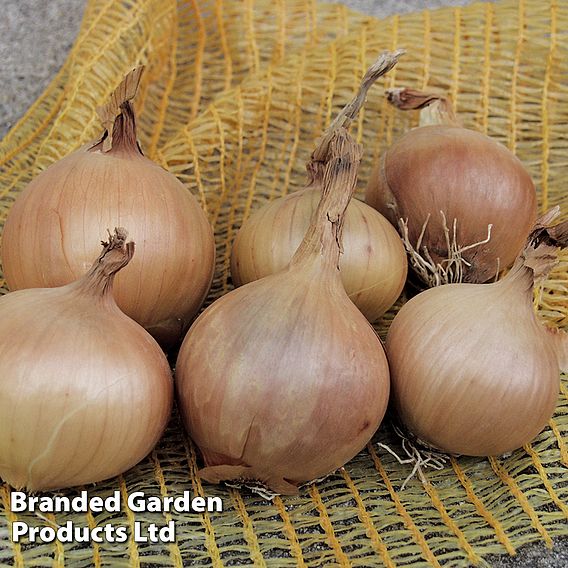 Onion 'Sturon' (Spring Planting)