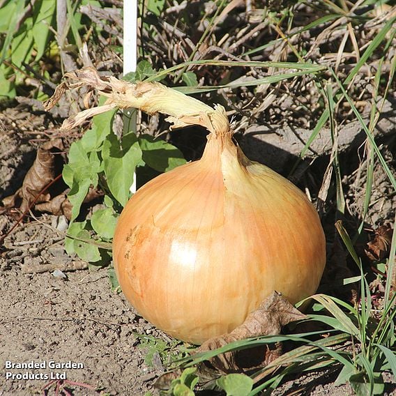 Onion 'Stuttgarter' - Organic Seeds