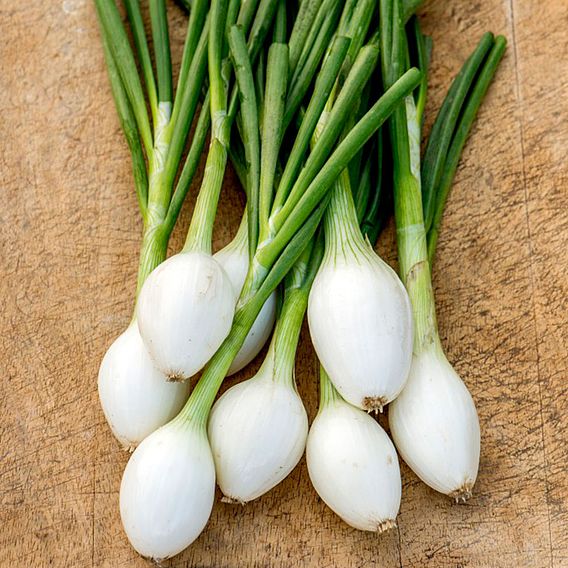 Onion seeds - White Star