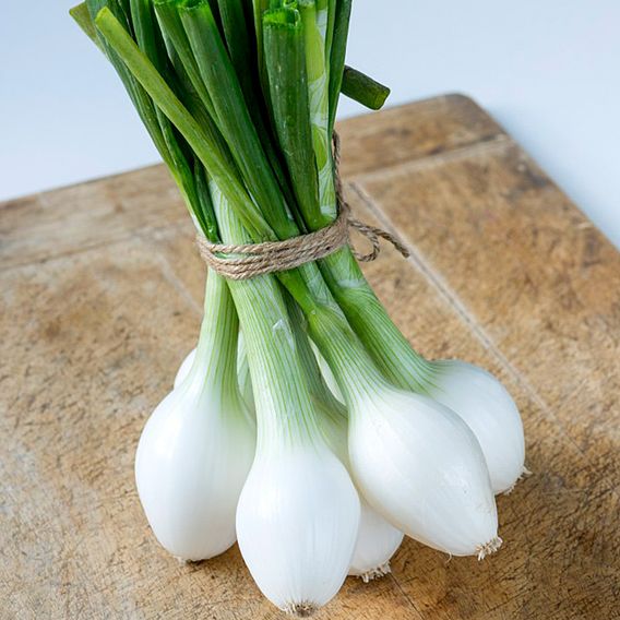 Onion 'White Star' - Seeds