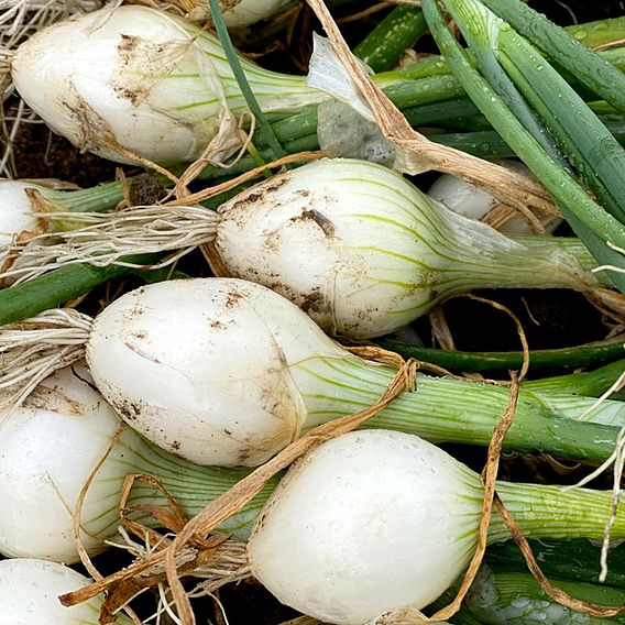 Onion seeds - White Star