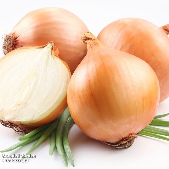 Onion 'Winteria' (Autumn)