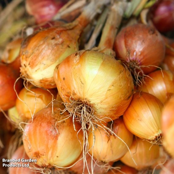 Onion 'Winteria' (Autumn)