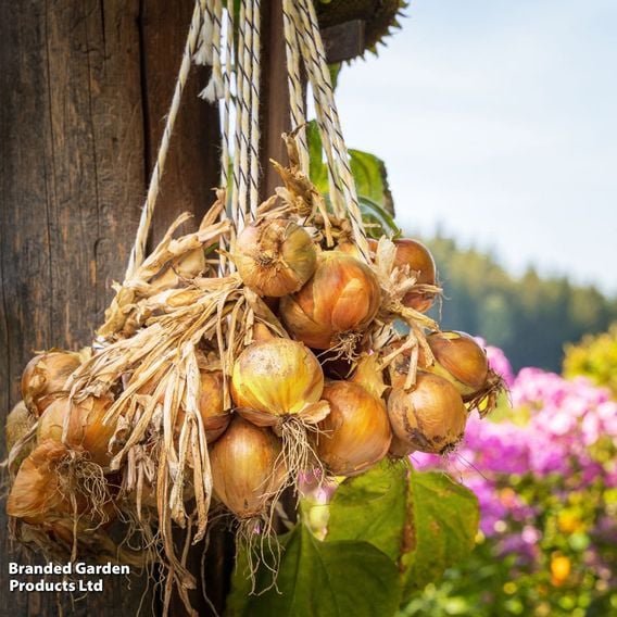 Onion 'Winteria' (Autumn)
