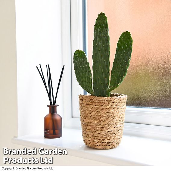 Opuntia rubescens 'Consolea'