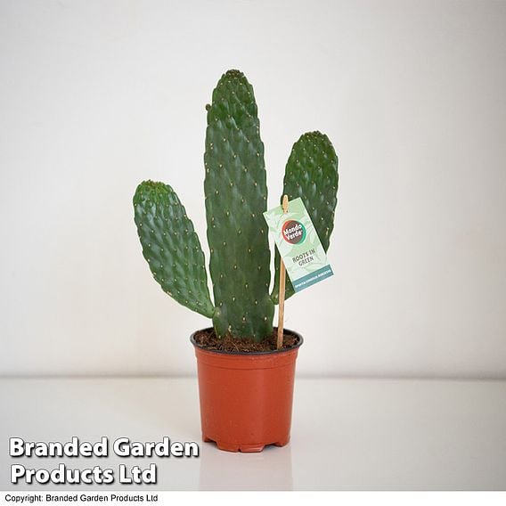 Opuntia rubescens 'Consolea'