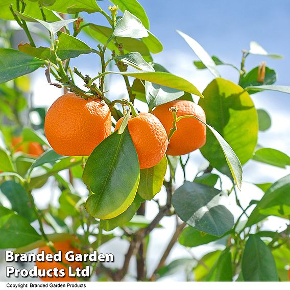 Calamondin Orange (Citrus Fruit)
