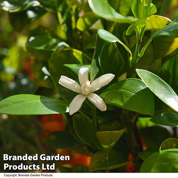 Calamondin Orange (Citrus Fruit)