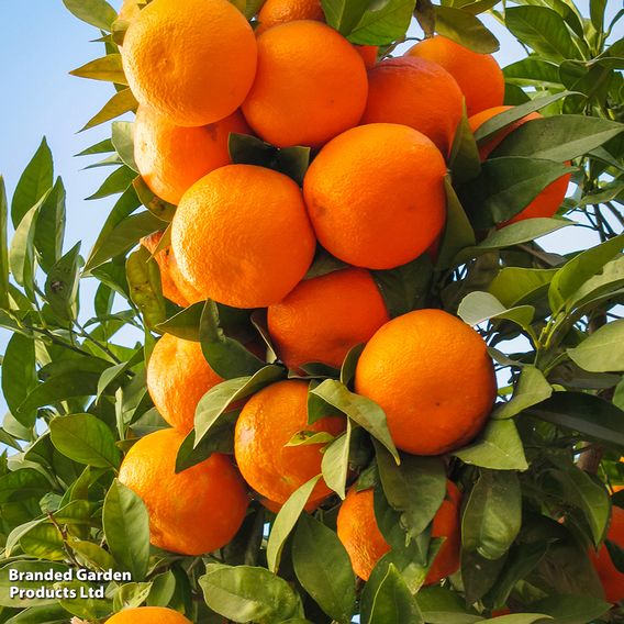 Satsuma (Citrus Fruit)