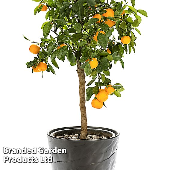 Sweet Orange (Citrus Fruit)