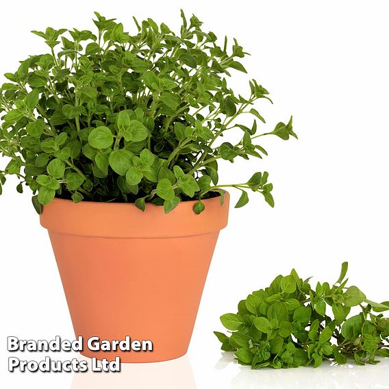 Oregano - Seeds