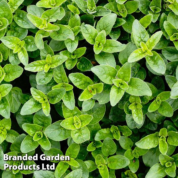 Oregano - Seeds