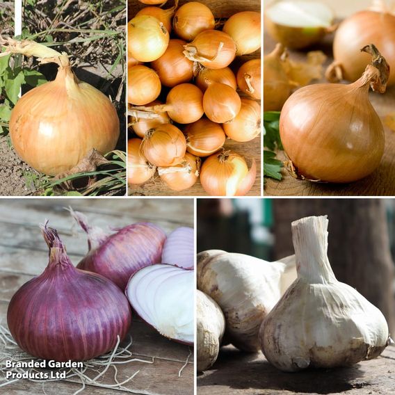Spring Planting Onion. Shallot & Garlic Collection