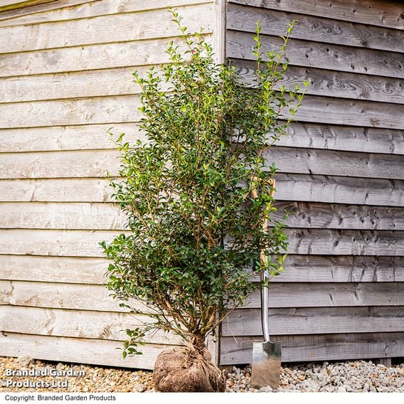 Osmanthus x burkwoodii (Hedging)