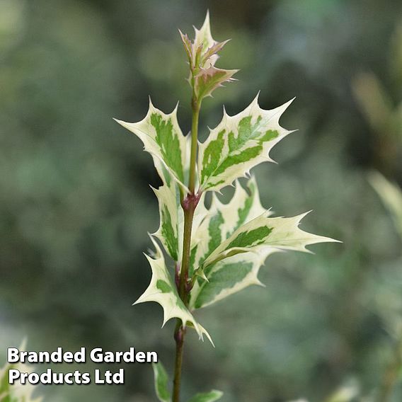 Osmanthus heterophyllus 'Goshiki'