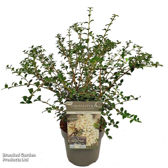 Osmanthus delavayi 'Perfume of Nature'