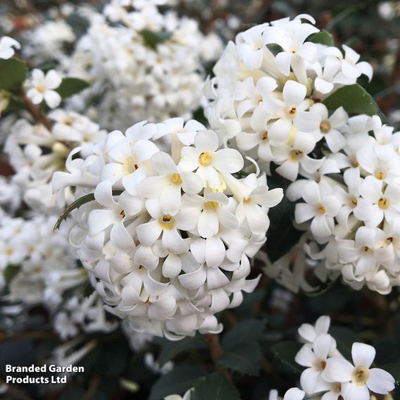 Osmanthus delavayi 'Perfume of Nature'