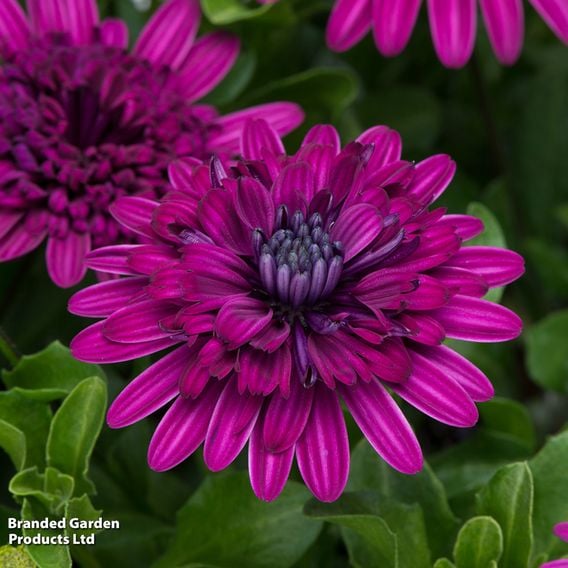 Osteospermum '3D Purple'
