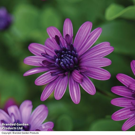 Osteospermum '3D Purple'