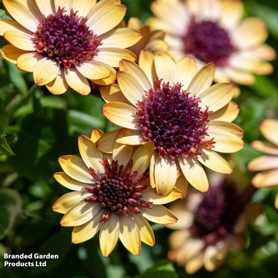 Osteospermum ecklonis 'Banana Shake'
