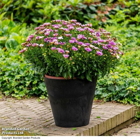 Osteospermum 'Erato Compact White Frosty Pink'