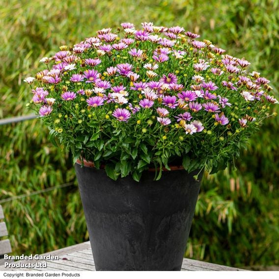 Osteospermum 'Erato Compact White Frosty Pink'