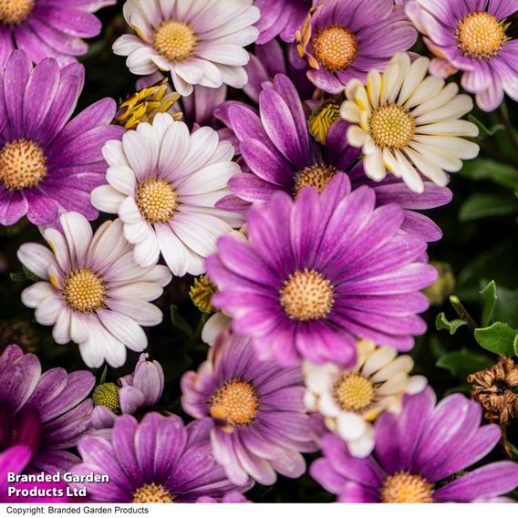 Osteospermum 'Erato Compact White Frosty Pink'