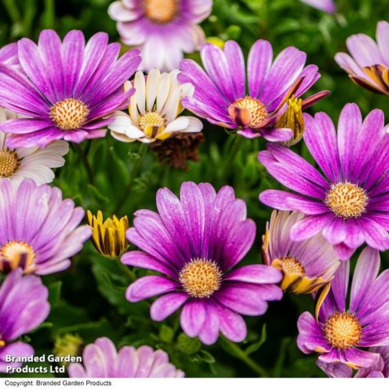 Osteospermum 'Erato Compact White Frosty Pink'