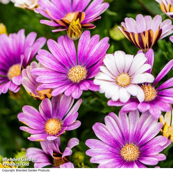 Osteospermum 'Erato Compact White Frosty Pink'