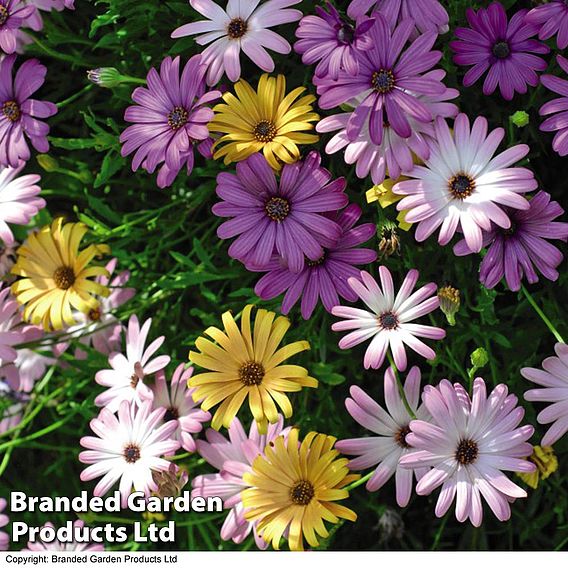 Osteospermum 'Falling Stars™'