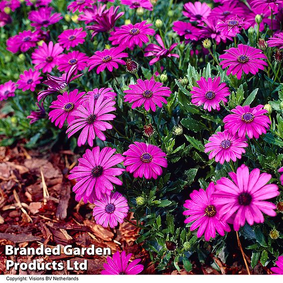 Osteospermum 'Tresco Purple' (Hardy)