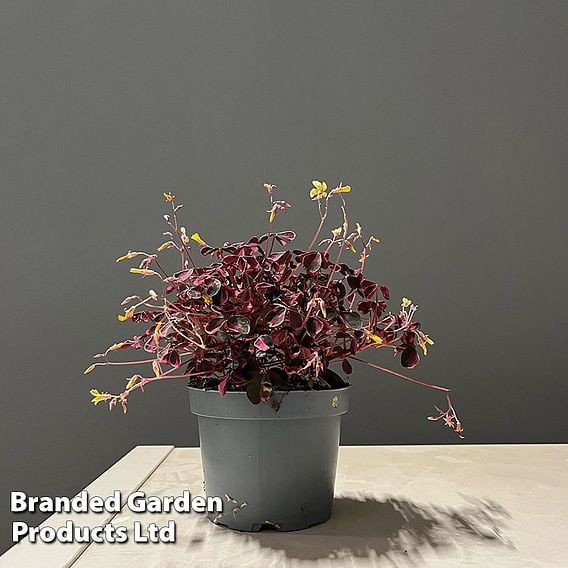 Oxalis triangularis 'Vulcan Pink'