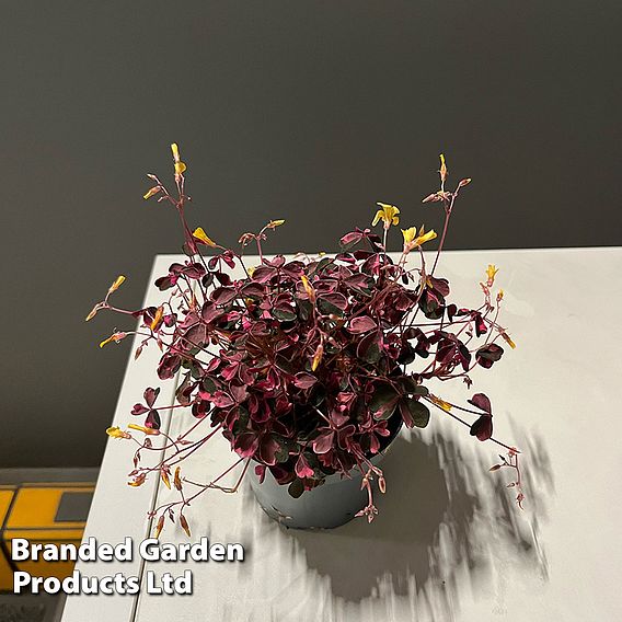 Oxalis triangularis 'Vulcan Pink'