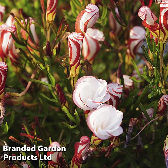 Oxalis versicolor