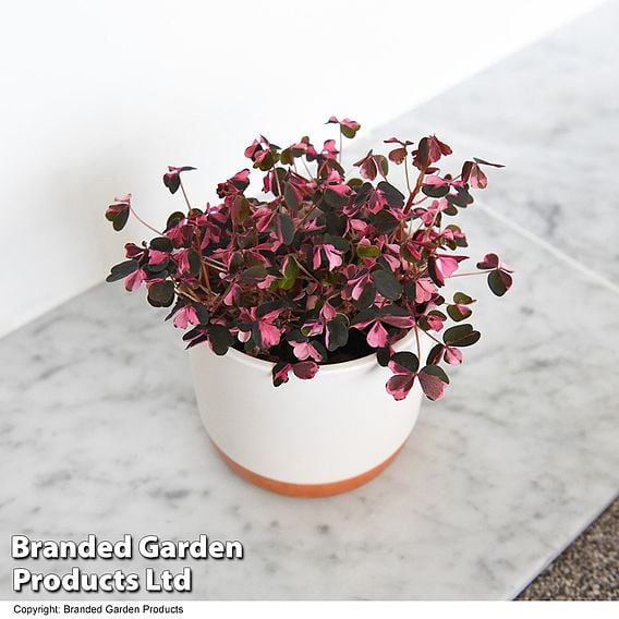 Oxalis triangularis 'Vulcan Pink'