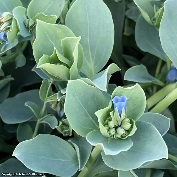 Oyster Leaf Plant - Seeds
