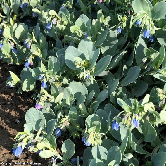 Oyster Leaf Plant - Seeds