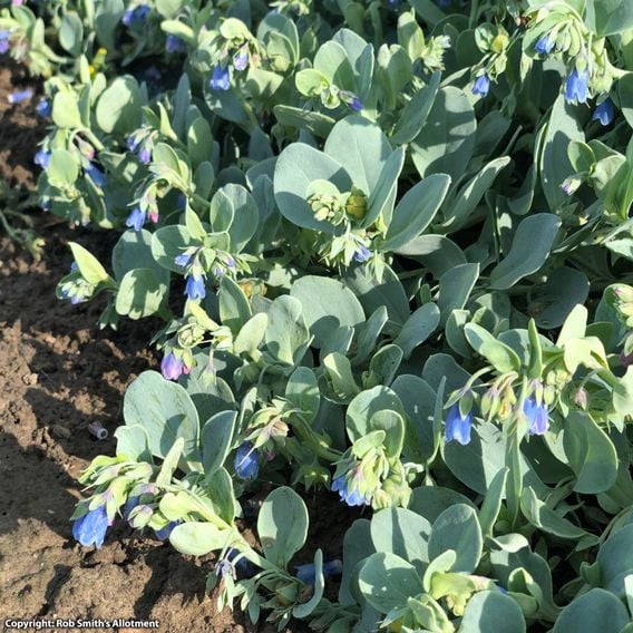 Oyster Leaf Plant - Seeds