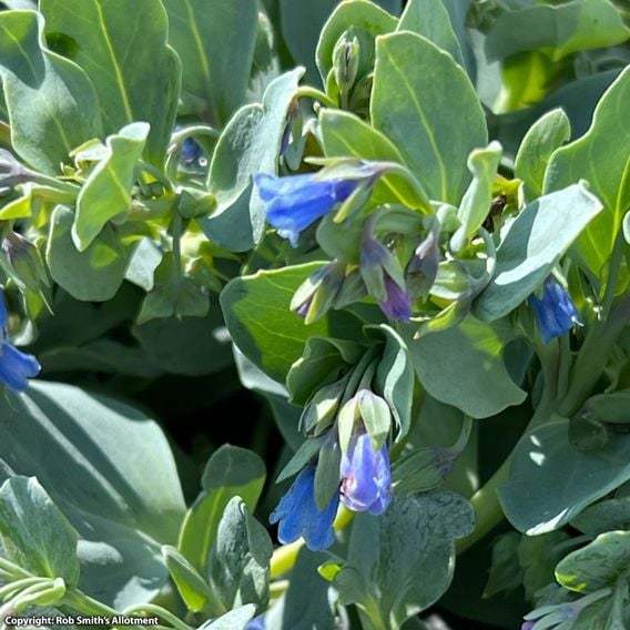 Oyster Leaf Plant - Seeds