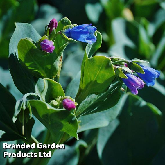 Oyster Leaf Plant - Seeds