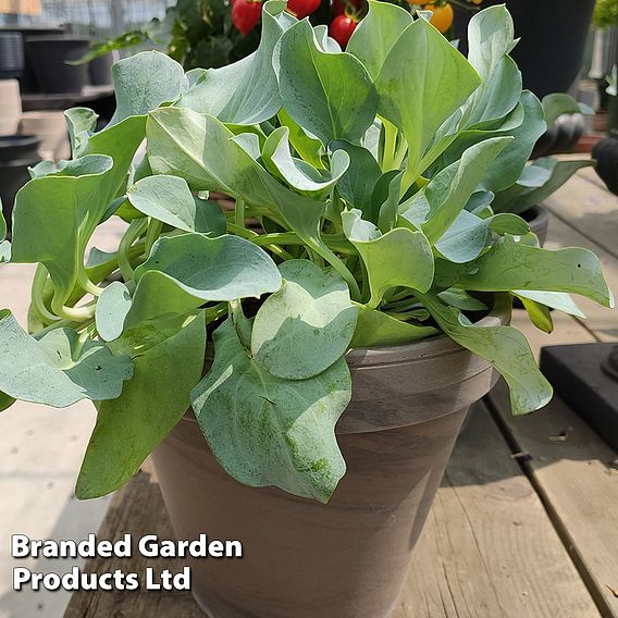 Oyster Leaf Plant - Seeds