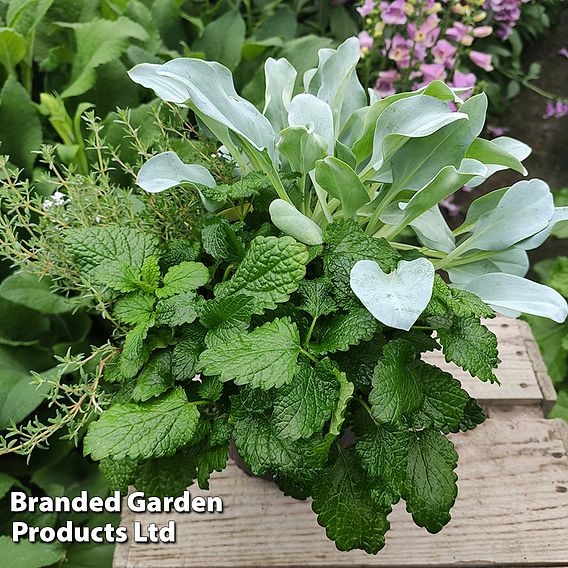 Oyster Leaf Plant - Seeds