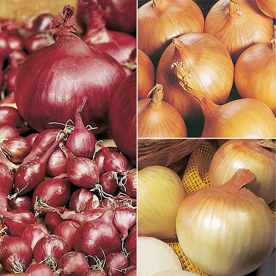 Onion Triple Pack (Autumn Planting)