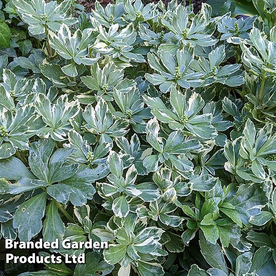 Pachysandra terminalis 'Variegata'