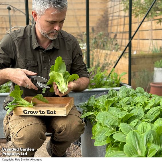 Pak Choi 'Goku' F1 - Seeds